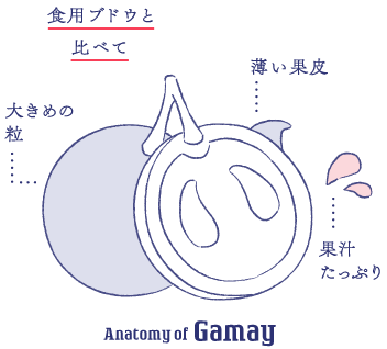 Anatomy of Gamay